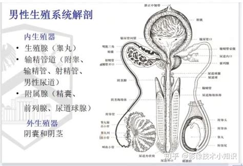 男人的下體|男性生殖系統